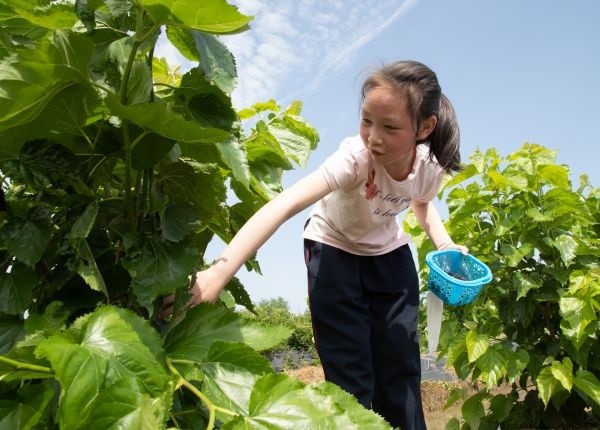 采摘基地里体验劳动快乐小学生在现代田园接受劳动教育