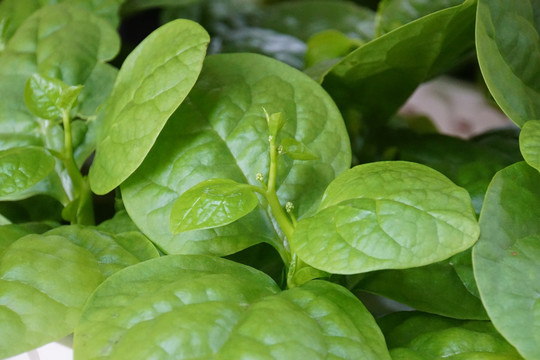 导语民间俗称豆腐菜用来煮汤是一绝养生价值高你是否吃过