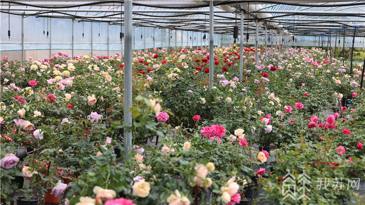 跨越4600公里这位疆苏大叔在花木之乡沭阳找到诗和远方奋斗自带光芒