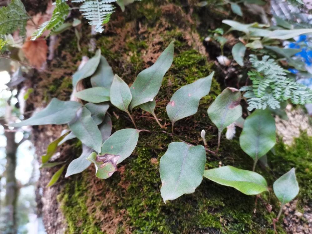 這個這種植物,它的學名叫作石韋,上圖這些呢,是生在在樹幹上面的,當然