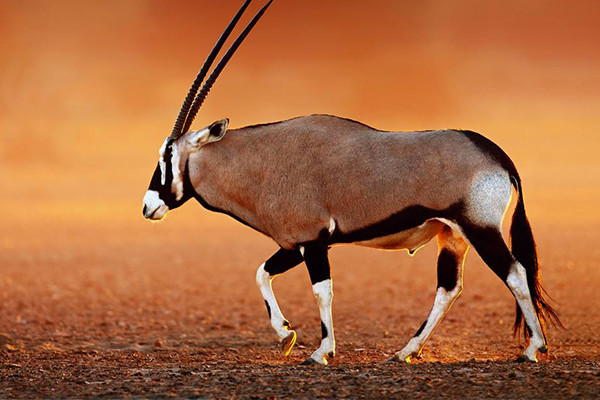 天下最大的牛科动物巨羚大家见过吗图片