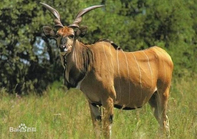 天下最大的牛科动物巨羚大家见过吗图片
