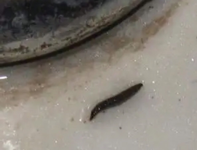 如何去除下水道飞出的黑虫?