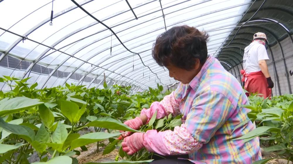 辣椒授粉正当时