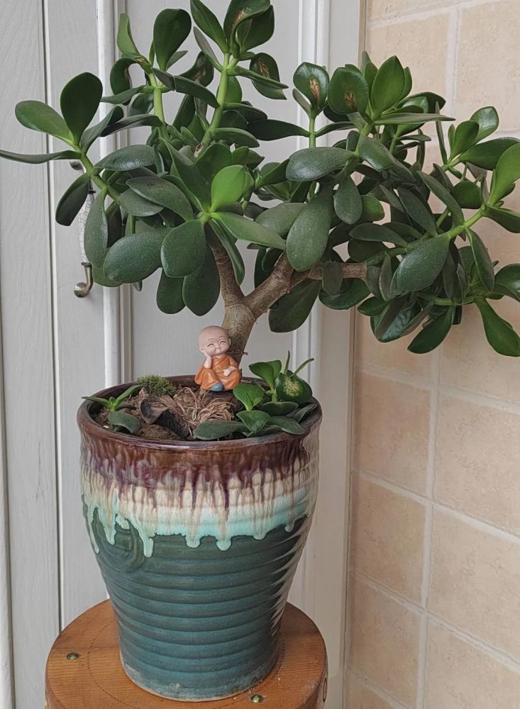 家里养玉树有什么寓意(家里养玉树有什么寓意嘛)