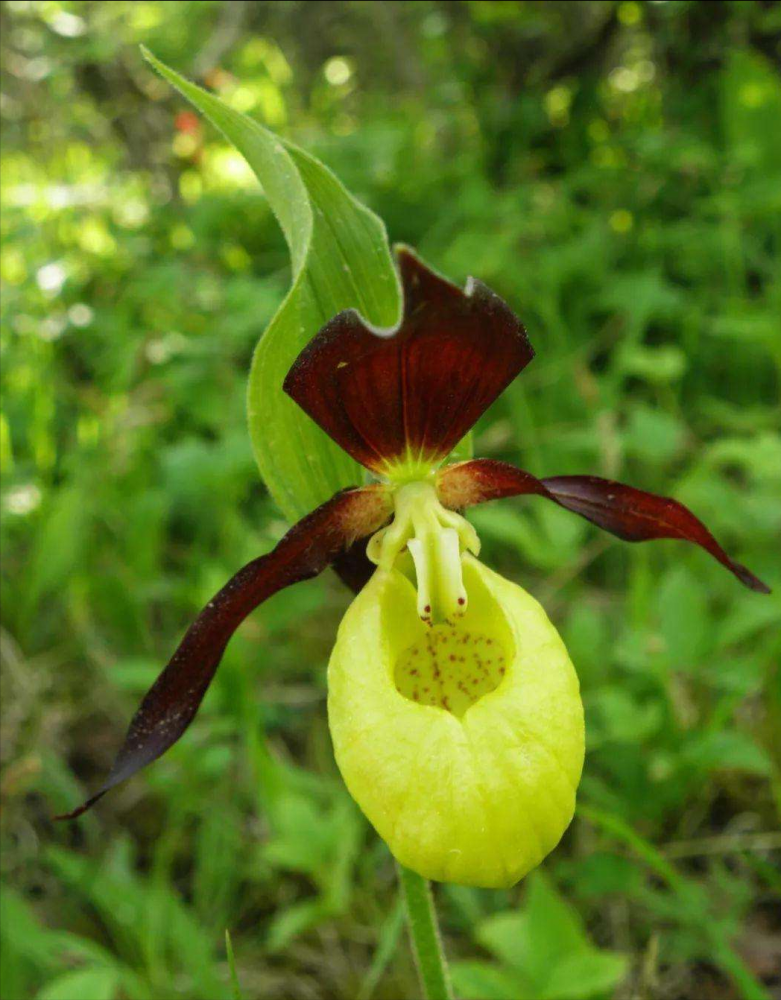 太白县拍到"女神之花"扇脉杓兰,野生种群极其罕见