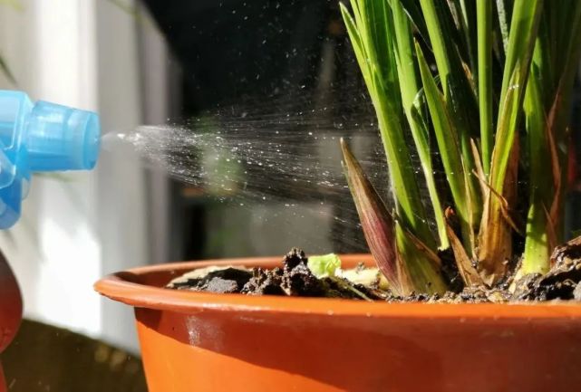 养兰花怎么施肥?5种施肥方法,究竟哪种最有效?文章中有答案