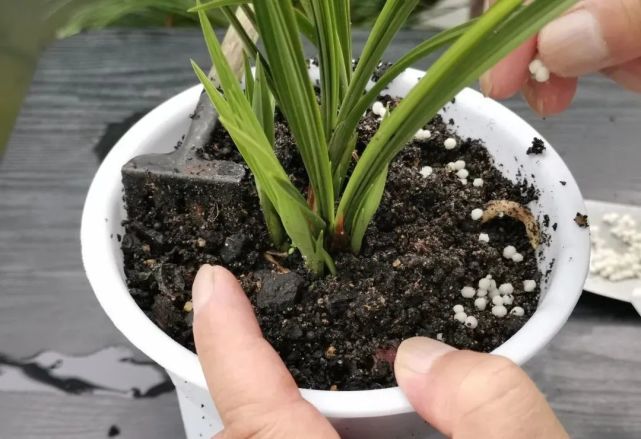 养兰花怎么施肥?5种施肥方法,究竟哪种最有效?文章中有答案