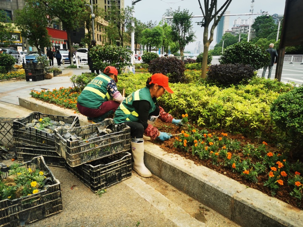 图为园林工人在迎丰公园路口种植鲜花.