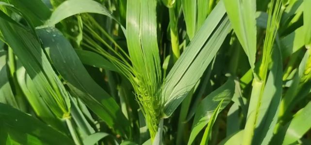 小麥齊穗開花了防治小麥赤黴病該怎麼打藥