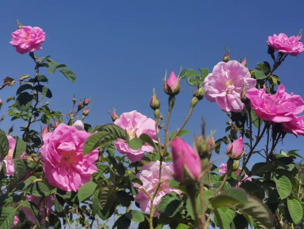 春意藏,夏初長踏過花田盡聞玫瑰花香每年的四五月份是大馬士革玫瑰的