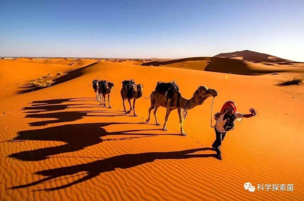 非洲撒哈拉沙漠，沙层有多厚，沙子下面有什么？让油葫芦叫