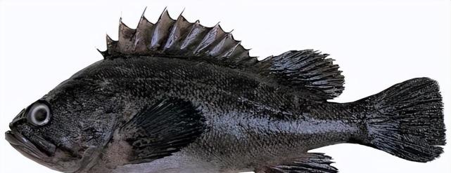 北方海域常见海鱼2许氏平鲉及其钓法