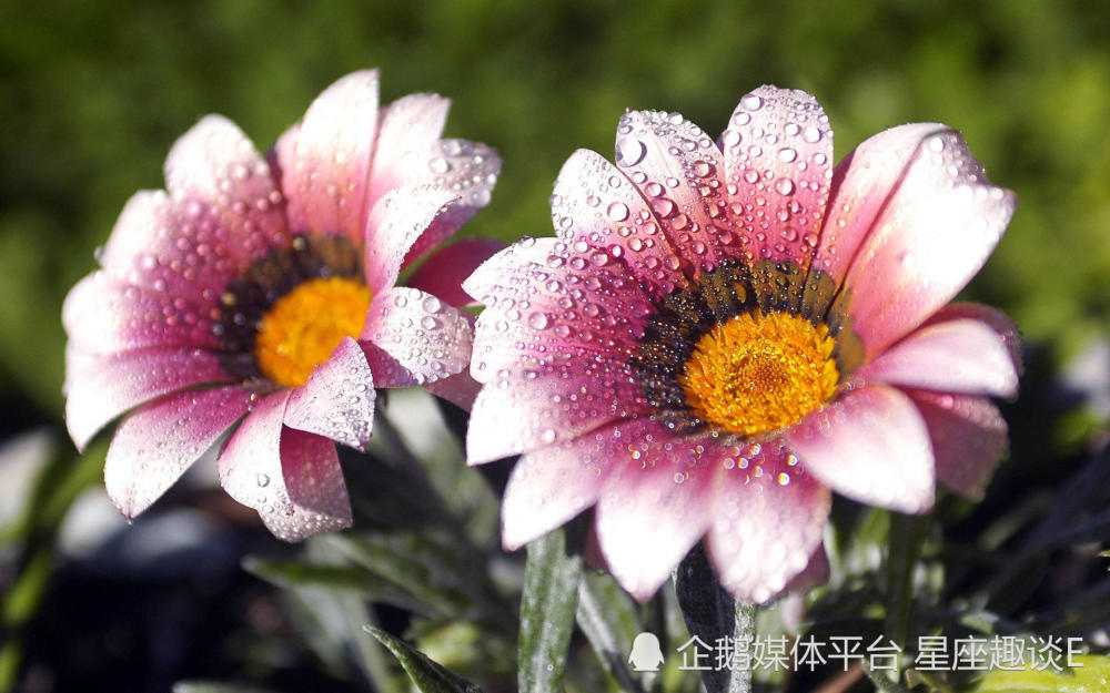 5月2日 8日星座运势 小试锋芒 突飞猛进的四大星座 天天看点