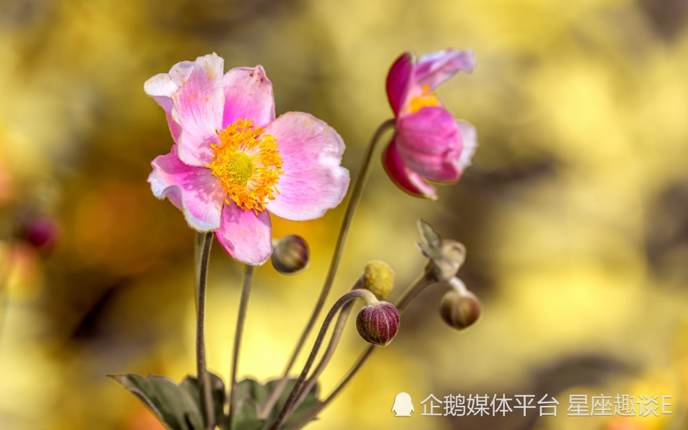 5月2日 8日星座运势 琴瑟和鸣 缔结良缘的四大星座 天天看点
