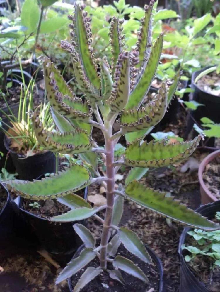 落地生根花(落地生根花怎么养) - 0415花卉网