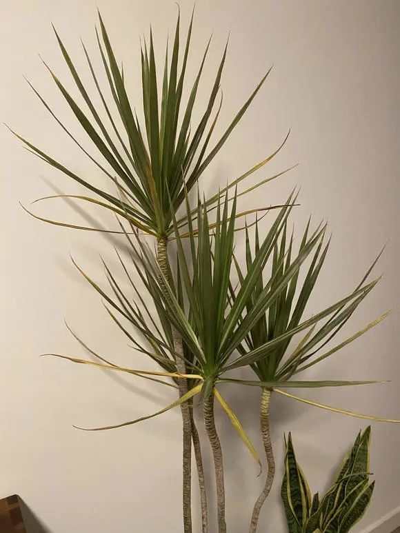 绿植"千年木",能养1千年吗?肯定不能,养花可不能迷信