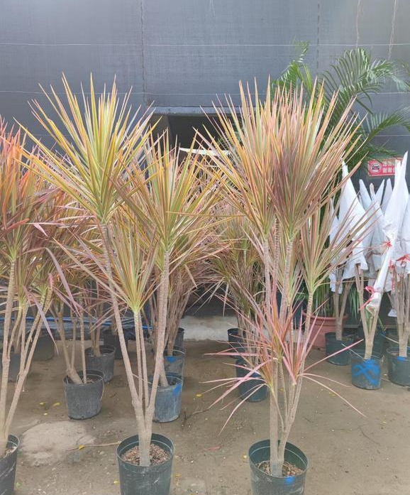 现在市场上所销售的千年木,平均价格大概在60~80之间,不过都是带有