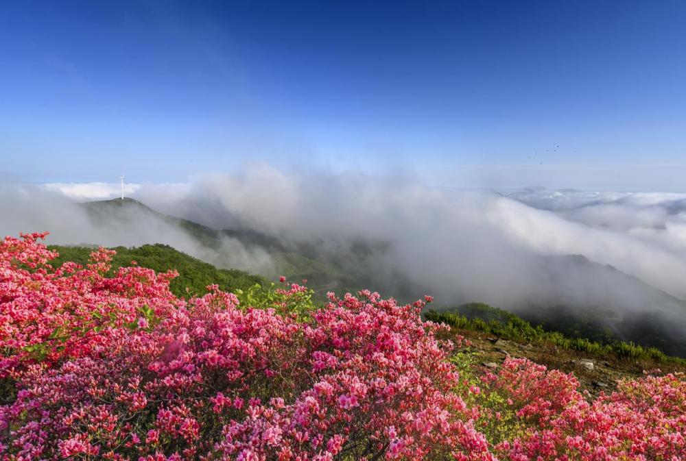 登新县黄毛尖见杜鹃花开花落 腾讯新闻