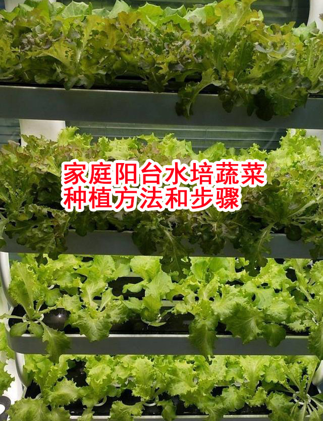 家庭室内阳台水培蔬菜种植方法 种植 水培蔬菜 营养液 蔬菜 水培