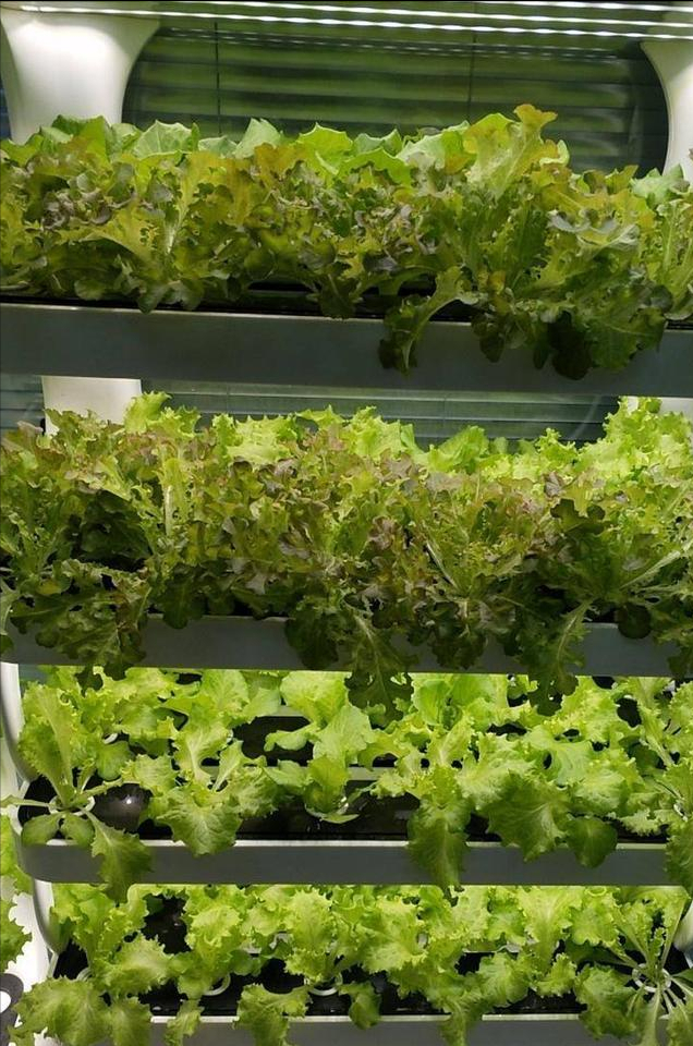 家庭室内阳台水培蔬菜种植方法