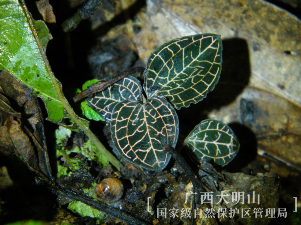 認識植物大明山珍稀物種金線蘭