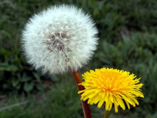 Dandelion - A small paratrooper flying in the wind - laitimes