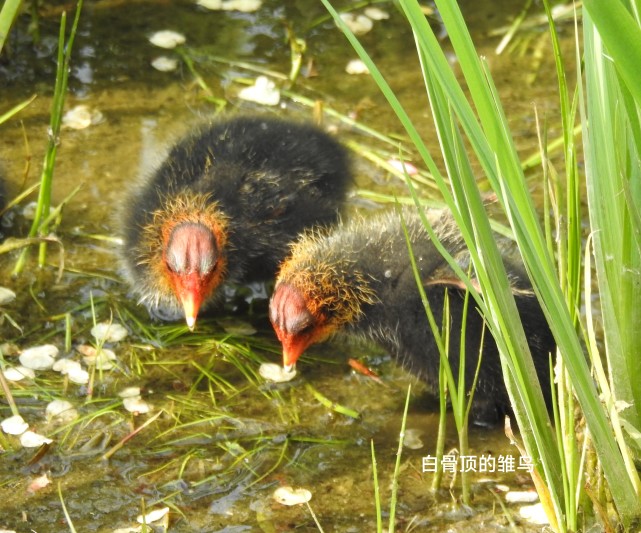 白骨顶鸡的雏鸟|林鸟|圆明园|湖泊湿地