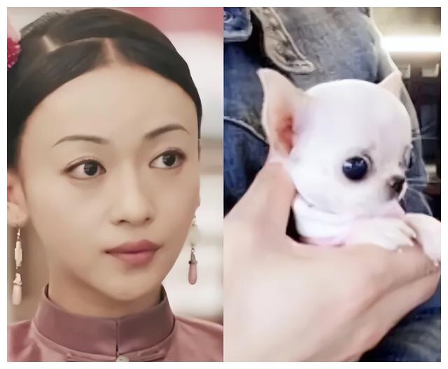 对于网友给起的外号,吴谨言在接受采访时,有网友拿出她和"吉娃娃"的