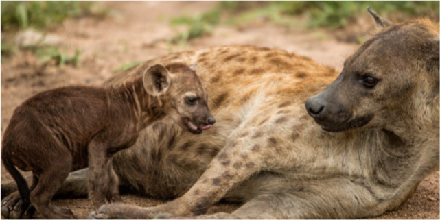 鬣狗为何会怕非洲人看看非洲人怎么训练它们的不服就打到服