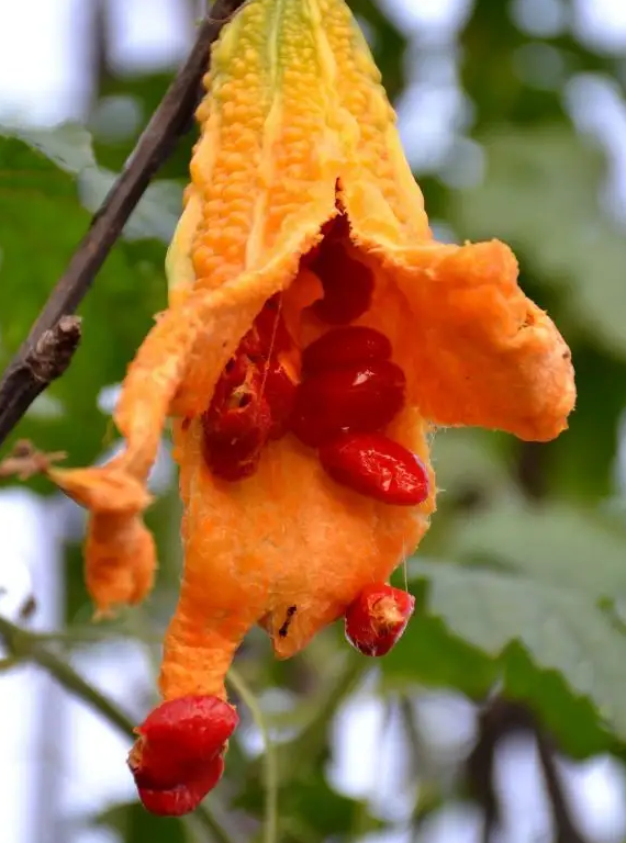 没用的日常知识又增加了成熟后的苦瓜,是金黄色的外形,内含红色的种子