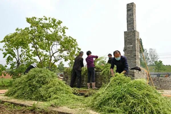 2022年5月1日,安徽省淮南市寿县古城寿州香草园内,村民将新鲜香草