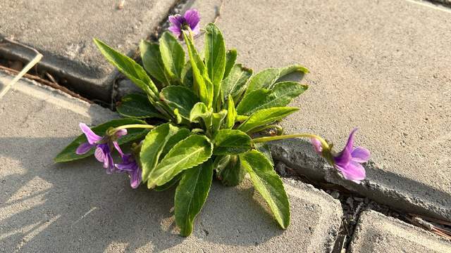 它是5月 第一鲜 比槐花甜 比荠菜鲜 如今正当时 农村遍地是 别不懂吃 腾讯新闻