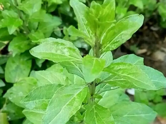 豬肝枸杞葉湯杞菊蜂蜜茶材料:菊花,枸杞,蜂蜜.