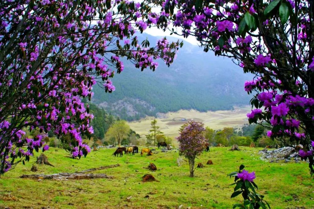 杜鹃花开宁蒗青龙海 最是人间美景五月来_腾讯新闻