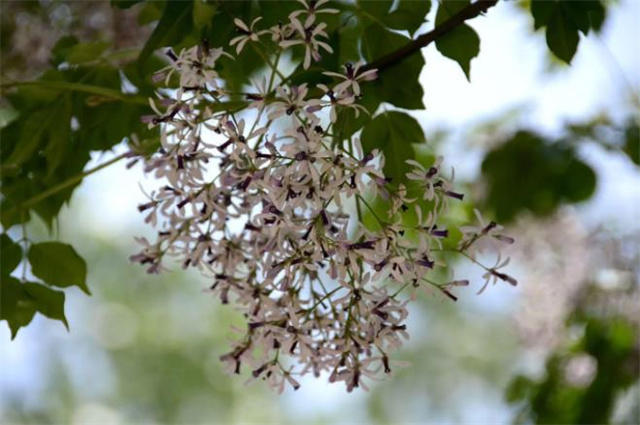 晚春早夏楝花美词：楝花飘砌，蔌蔌清香细_腾讯新闻