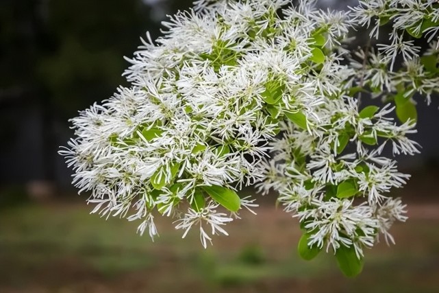 錯過了花季?在這裡還能看遍五月繁花