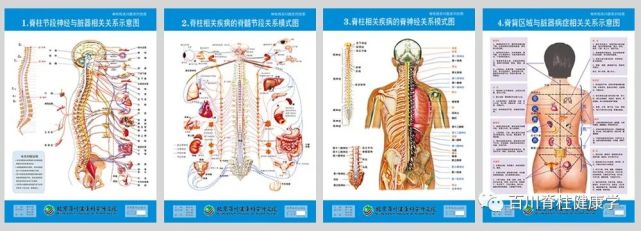 以圖文形式詳細直觀的描述,脊柱與臟器,脊柱相關疾病脊髓節段,脊神經