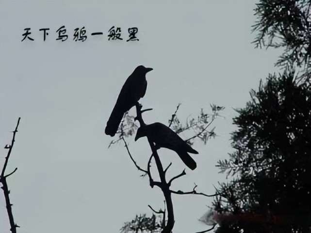 你肯定听说过"天下乌鸦一般黑"的说法,从字面意思理解就是:乌鸦都是黑