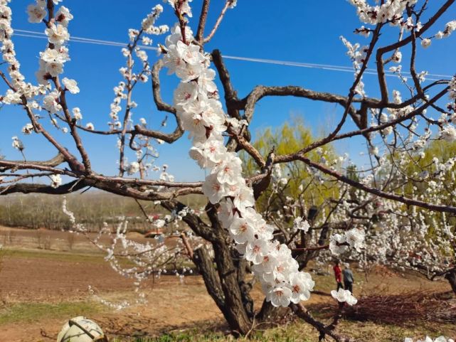 宝清百亩杏林竞相吐芳,就在这个村!