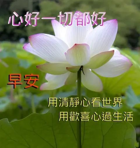 5月8日母親節最有創意好看的早安早上好圖片帶字帶祝福語2022唯美夏天