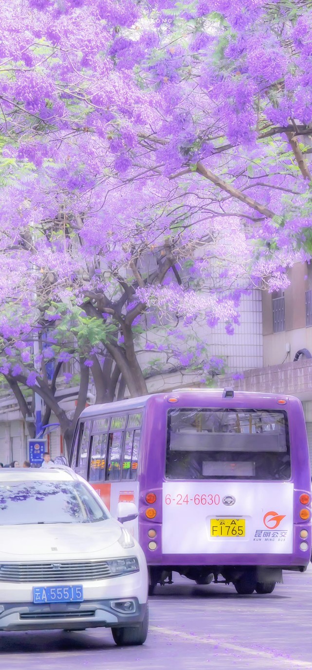 治癒系壁紙|遇見 藍花楹