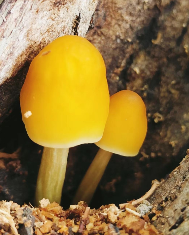 柳树上长的黄蘑菇图片图片