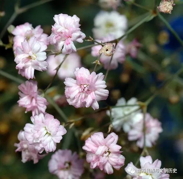 植物界全系列石竹目石竹科三石竹