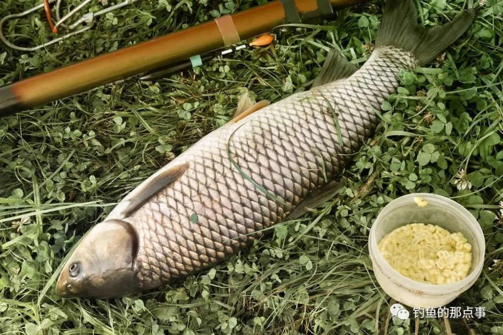 野釣草魚,還是這套