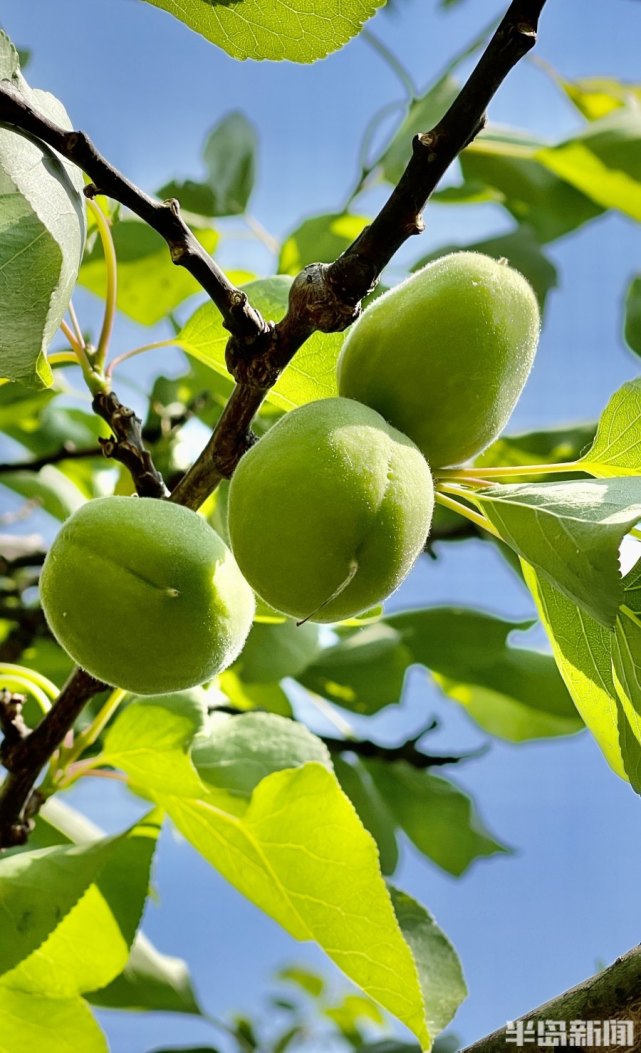 崂山甜杏硕果累累