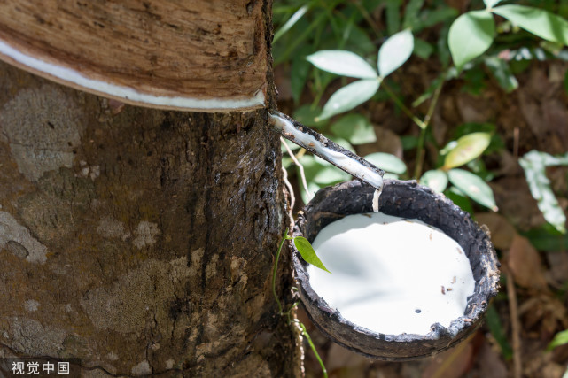 你知道为什么马来西亚被称为"橡胶王国"吗?