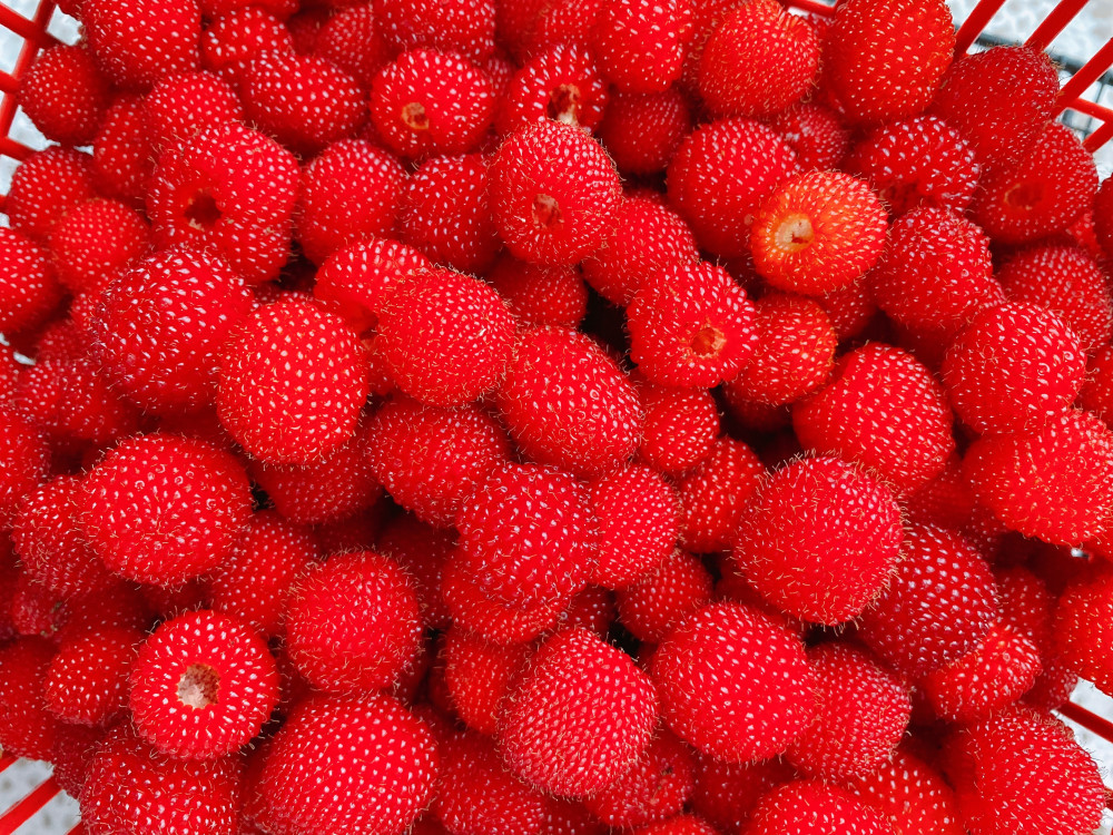 红色像草莓空心的野果图片
