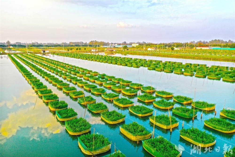 仙桃张沟镇入选国家级创建名单