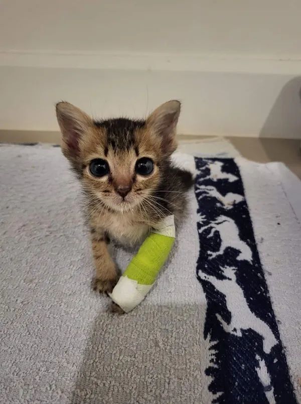 小奶猫受伤被包扎,莫名有点萌!